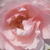 Roz - Trandafir teahibrid - Delset